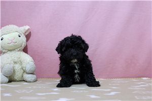 Bella - Poodle, Miniature for sale