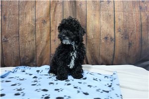 Beau - Miniature Poodle for sale