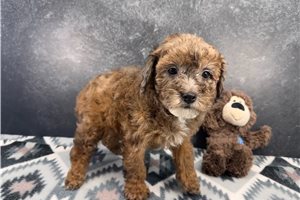 Meggy - Poodle, Miniature for sale
