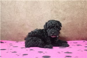 Jessie - Miniature Poodle for sale