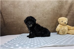 Beau - Poodle, Miniature for sale