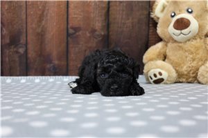 Bella - Miniature Poodle for sale