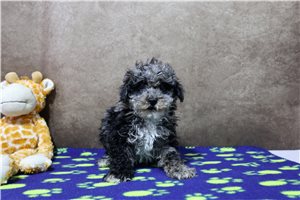 Blake - puppy for sale