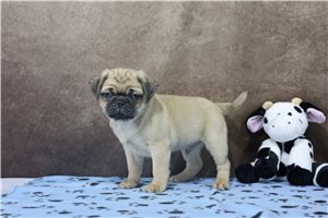 Niles - puppy for sale