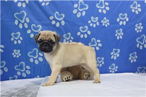 Nico - puppy for sale