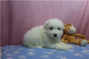 Casey - puppy for sale