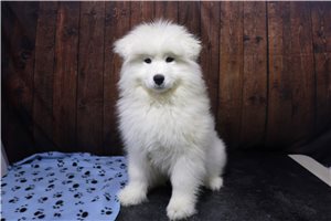 Castle - puppy for sale