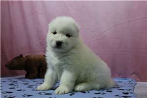 Charlize - puppy for sale