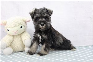 Emma - Schnauzer, Miniature for sale