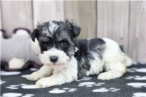 Eloise - puppy for sale