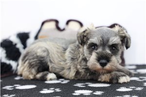 Leona - Schnauzer, Miniature for sale
