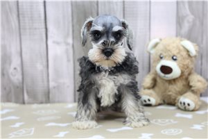 Oksana - Miniature Schnauzer for sale