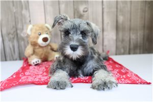Ethan - Schnauzer, Miniature for sale