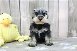 Oswald - Miniature Schnauzer for sale
