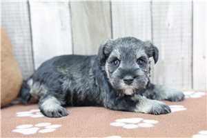 Peanut - Schnauzer, Miniature for sale