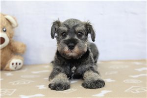 Lennox - Schnauzer, Miniature for sale