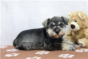 Radar - Schnauzer, Miniature for sale