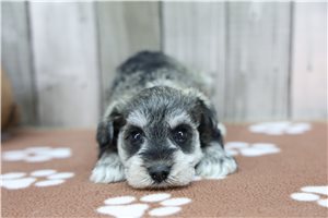 Peppermint - puppy for sale