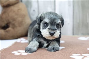 Oswald - Schnauzer, Miniature for sale