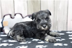Elijah - puppy for sale