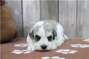 Peter - Schnauzer, Miniature for sale