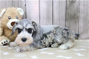 Esther - Schnauzer, Miniature for sale