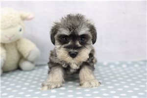Elena - Schnauzer, Miniature for sale