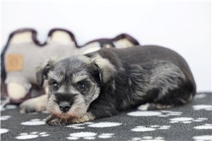 Leslie - Schnauzer, Miniature for sale