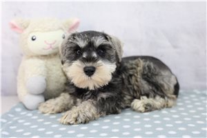 Peppermint - Miniature Schnauzer for sale