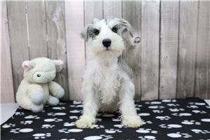 Peter - Miniature Schnauzer for sale