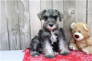 Ember - Schnauzer, Miniature for sale