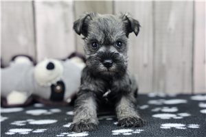 Eden - Schnauzer, Miniature for sale