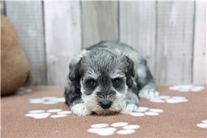 Oksana - Miniature Schnauzer for sale