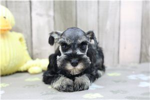 Peanut - Miniature Schnauzer for sale