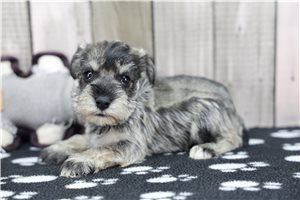 Emily - puppy for sale