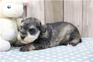 Oswald - Miniature Schnauzer for sale