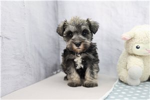 Ember - Schnauzer, Miniature for sale