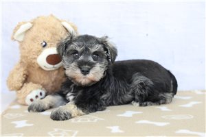 Leslie - Schnauzer, Miniature for sale