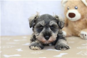 Leona - Schnauzer, Miniature for sale