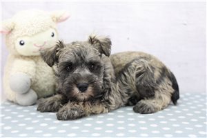 Ethan - Schnauzer, Miniature for sale