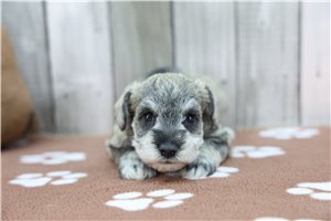 Pearl - puppy for sale