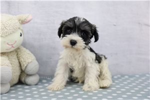 Eloise - Schnauzer, Miniature for sale