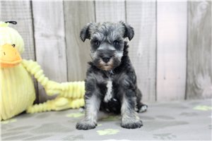 Ember - puppy for sale