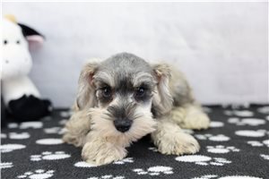 Pearl - Miniature Schnauzer for sale