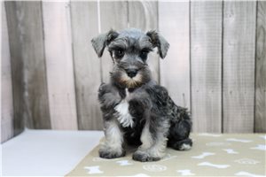 Ember - Miniature Schnauzer for sale