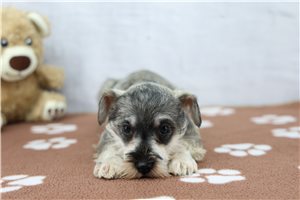 Ramona - Schnauzer, Miniature for sale