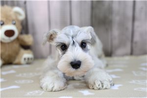 Ezra - Schnauzer, Miniature for sale