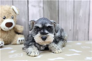 Peppermint - Miniature Schnauzer for sale