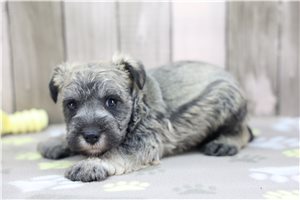 Ethan - Miniature Schnauzer for sale