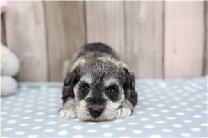 Peppermint - Miniature Schnauzer for sale